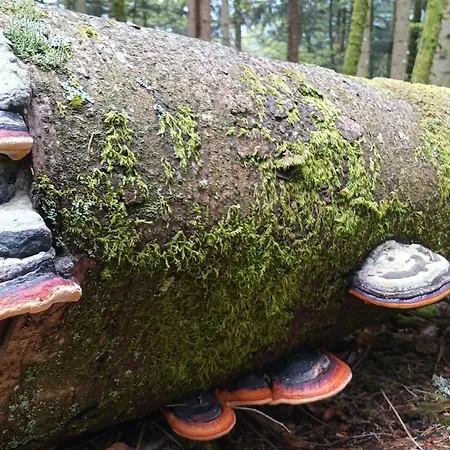 Vosgien Avec 9 Pour 22 Personnes *